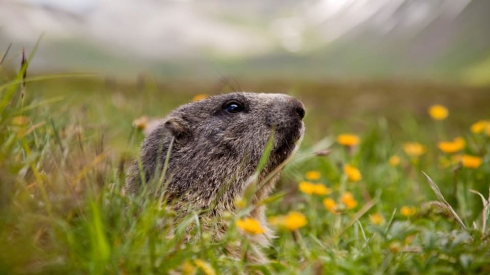 Unerschrocken reckt dieses junge Murmeltier seine Nase aus seiner alpinen Behausung auf rund 2100 Meter über Meer am Foopass.