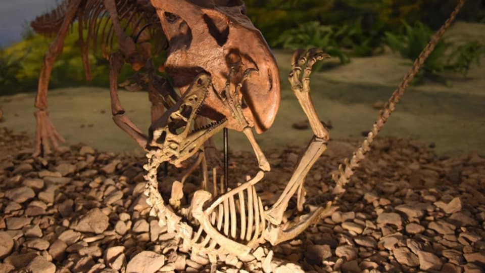 Dinosaurier gibt es heute nur noch als Fossile im Museum