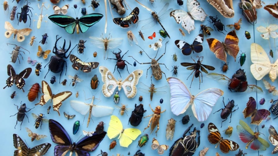 Insektensammlung des Naturhistorischen Museums der Oxford University