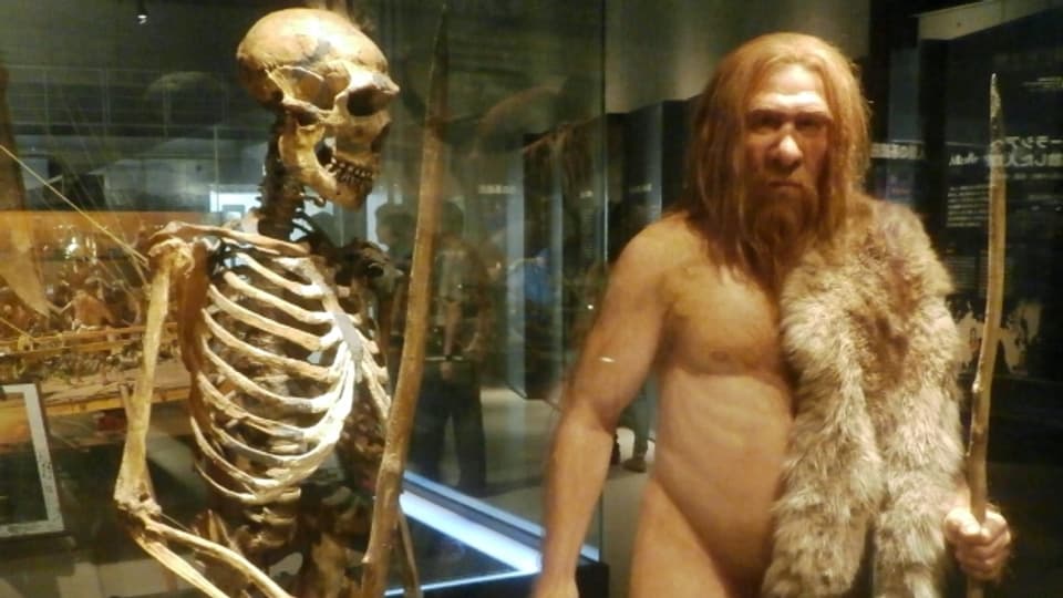 Skelett eines Neanderthalers neben einer plastischen Rekonstruktion