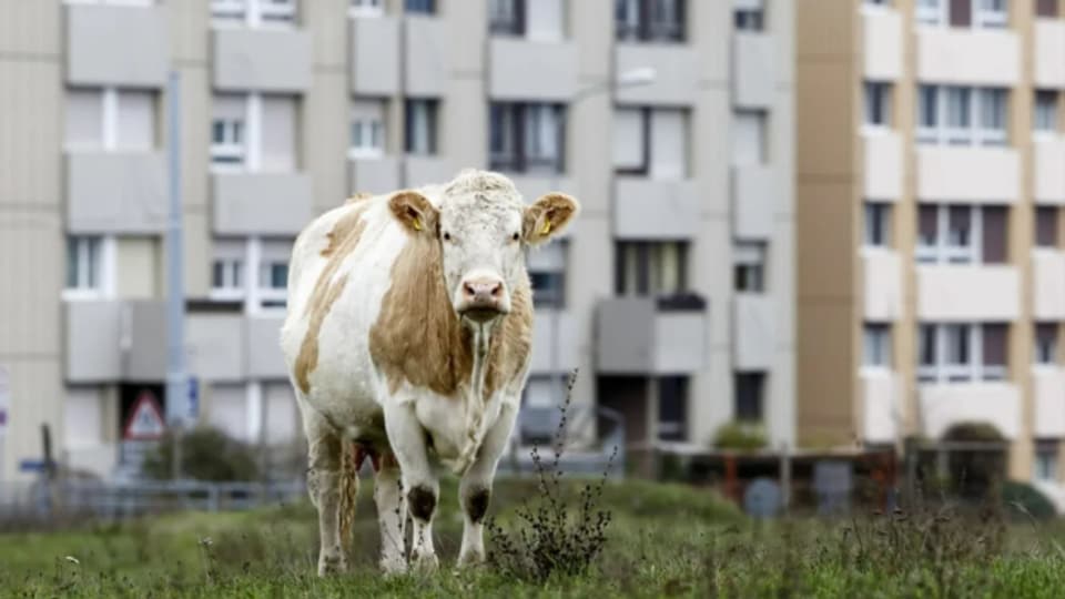 Stadt-Land-Kluft: politische Differenzen