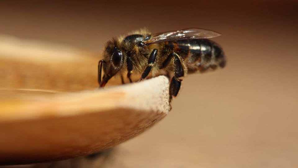 Bienen summen nicht nur, sie klappern auch mit den Flügeln.