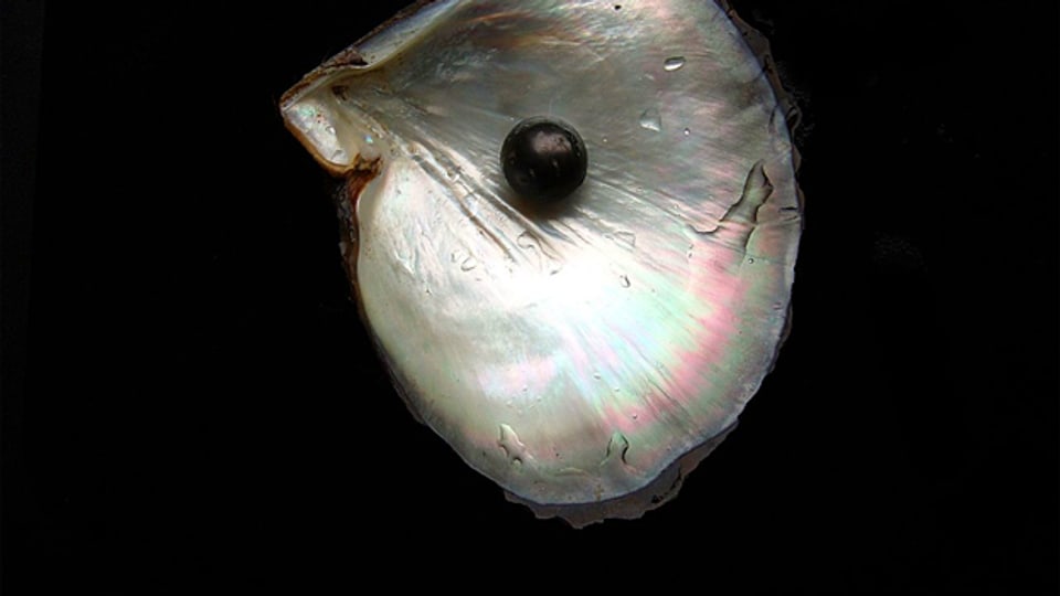 In der Natur produziert nur eine von 15'000 Austern eine Perle.