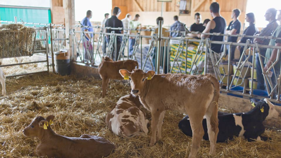 Die Landwirtschaftsschule Ebenrain besucht einen Bauernhof in Arisdorf. (Bild: 2011)