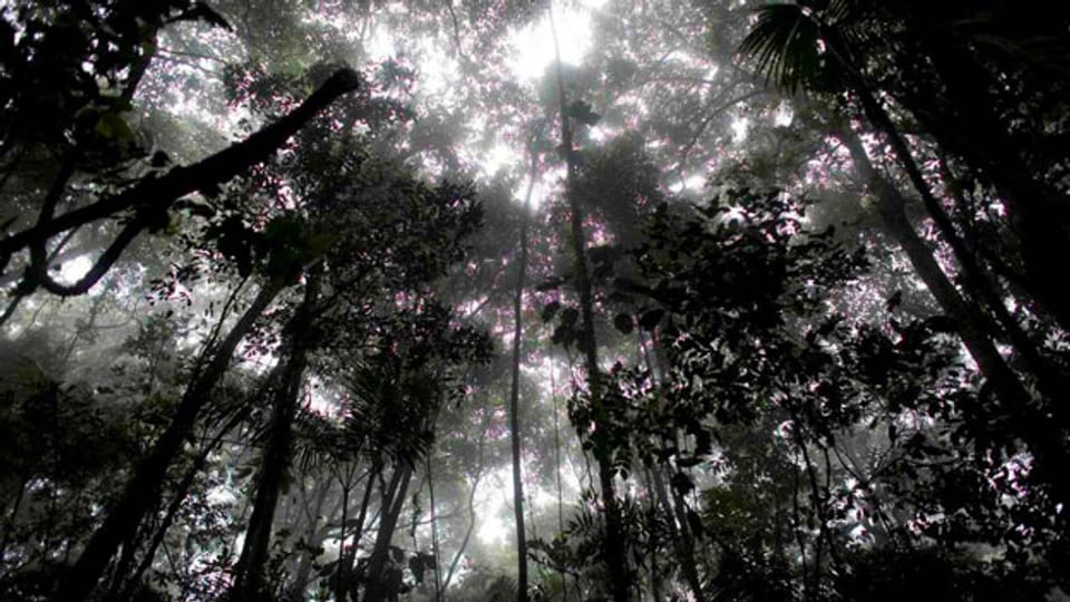 Regenwald im Guatopo Nationalpark, Venezuela.