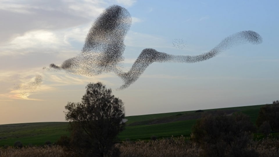Eeva-Taina Forsius-Schibli arbeitet als Tanzpädagogin und ist fasziniert von Vögeln und logischen Systemen.