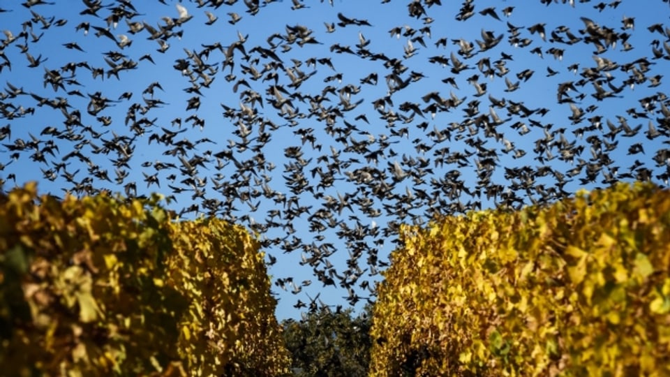 Vogelschwarm über Weinbergen