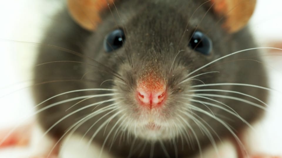 Lassen sich Ratten von Flötenmusik bezirzen?
