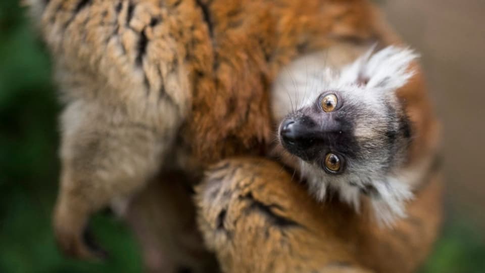 Die Lemuren singen gern im Chor, nicht aber wenn sie noch jung sind.