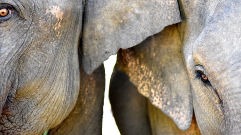 Heilige Tiere, höllische Lebensbedingungen: Weisse Elefanten in Burma.