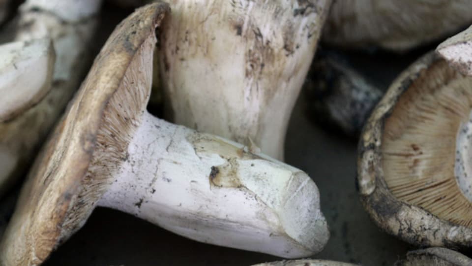 Matsutake. Ein Pilz im Anthropozän Passage SRF