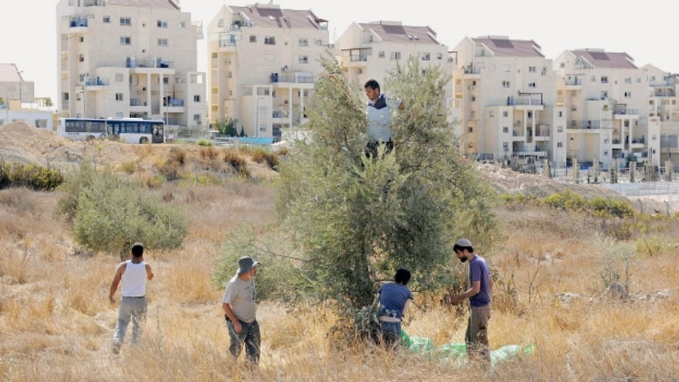 Konflikte entschärfen: Freiwillige der Rabbiner für Menschenrechte helfen einem palästinensischen Bauern, dessen Bäume auf israelischem Siedlungsgebiet liegen, bei der Olivenernte.