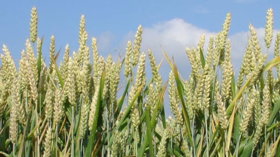 Laut Schätzungen sind rund 25 Prozent der Welt-Nahrungsproduktion mit Schimmelpilzgiften kontaminiert. Am häufigsten belastet sind Getreide, insbesondere Mais und Weizen.
