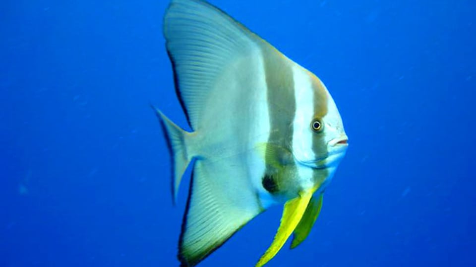 Der Fledermausfisch ist eine seltene Fischart im Korallenriff.