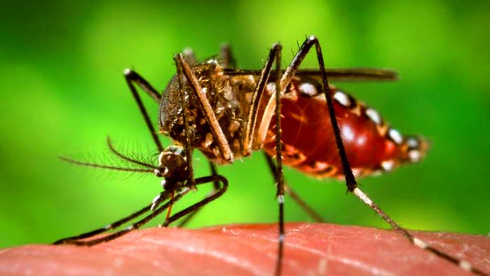 Die wichtigsten Überträger der Denguefieberviren sind die Weibchen der Gelbfiebermücke.