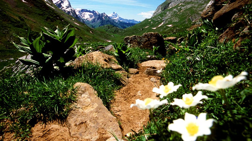 Heute ist klar: Die Biodiversität in den Alpen nimmt zu.