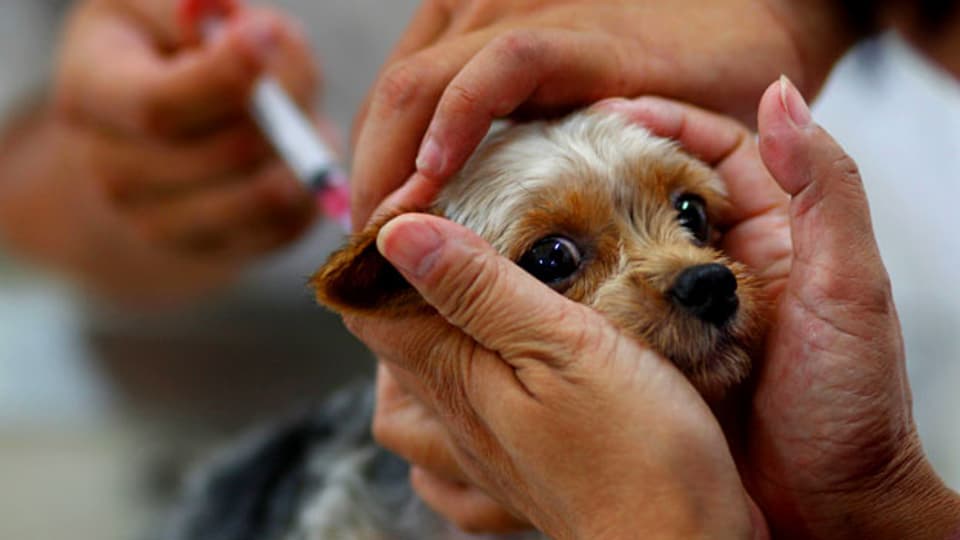 Ein Hund wird gegen Tollwut geimpft.