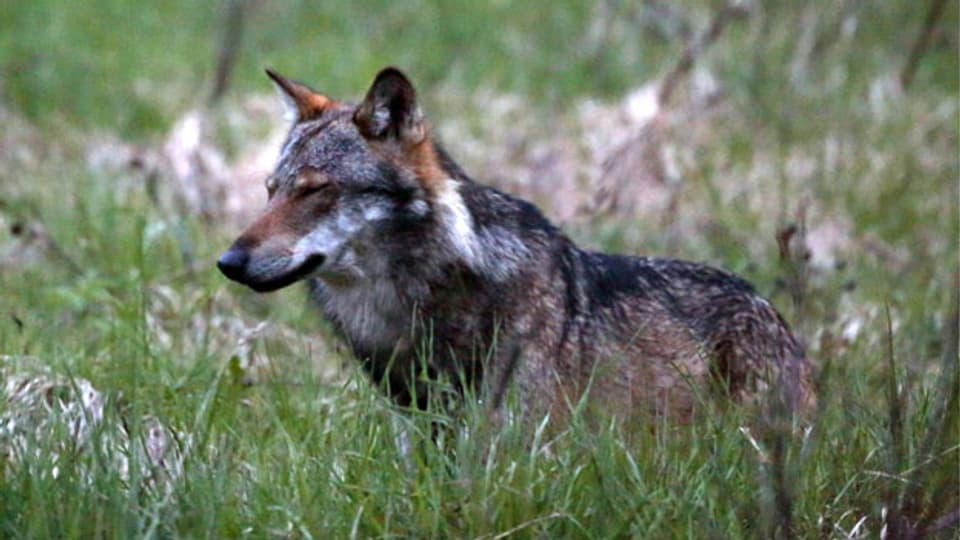 Ein Wolf im Walliser Obergoms, Mai 2013.