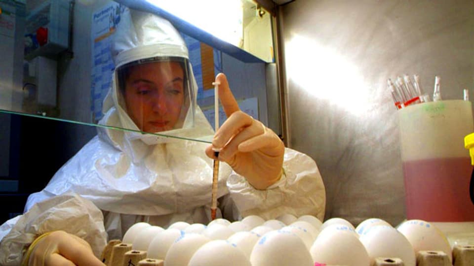 Vogelgrippe-Forschung in einem Labor in Padova (IT).