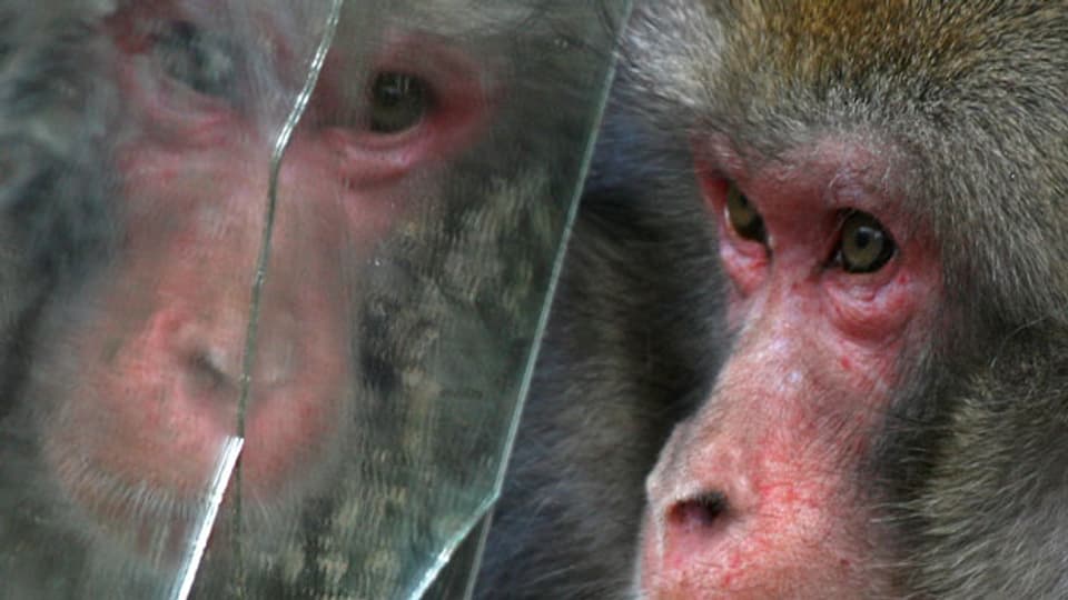 Affen spiegeln das Verhalten vom Gegenüber: Durch diese Beobachtung wurde das Spiegelneuron 1992 entdeckt.