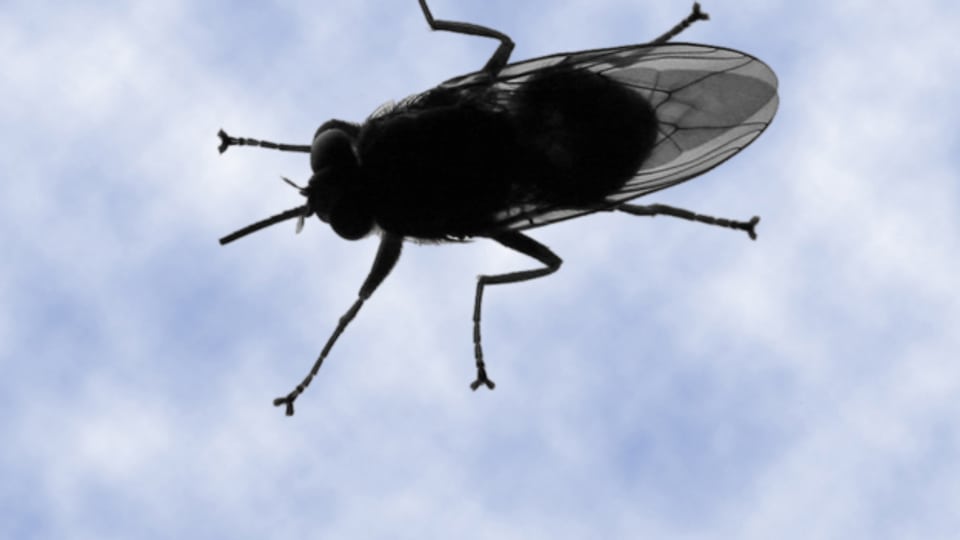 Diese Stechfliegen leben in Afrika und ernähren sich von menschlichem und tierischem Blut.