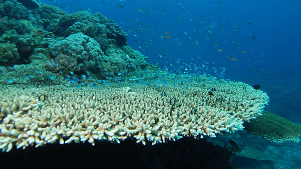 Sind die Korallen bald nicht mehr so anpassungsfähig?