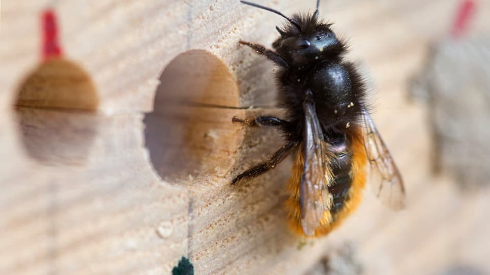 «Wildbiene und Partner» kümmert sich um Bestäubungsfragen.