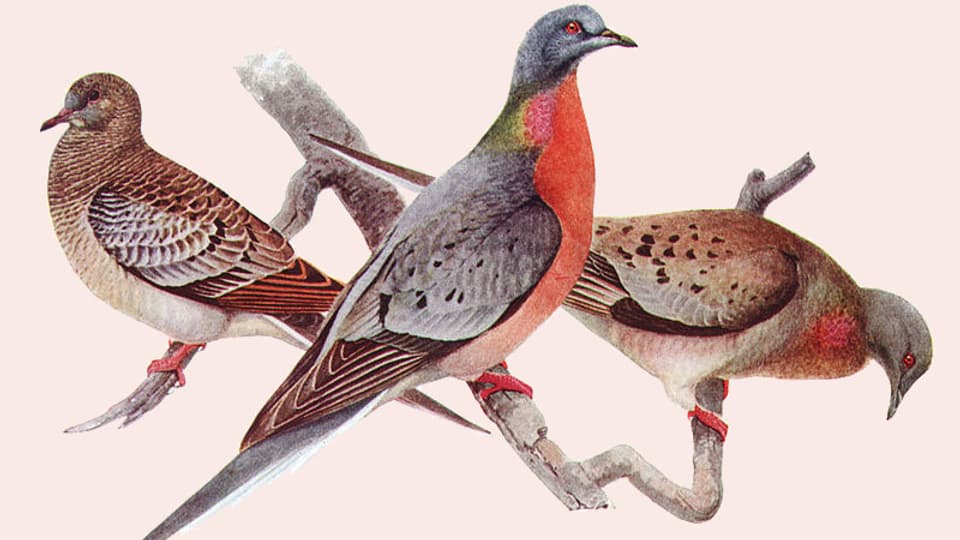 Wandertauben-Exemplare: Links ein junges Tier im typischen Federkleid, daneben ein farbenfrohes Männchen und rechts ein Weibchen.