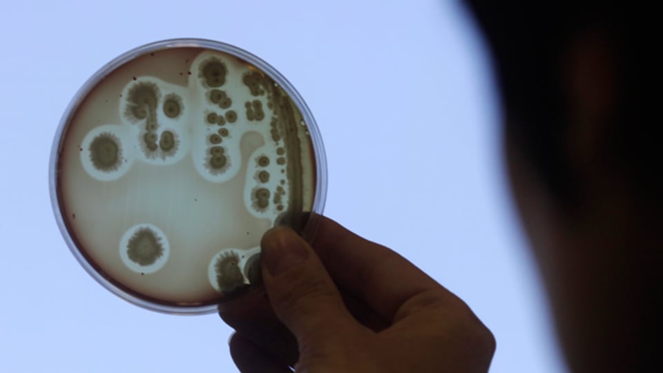 Familien haben ihren eigenen bakteriellen Fingerabdruck.