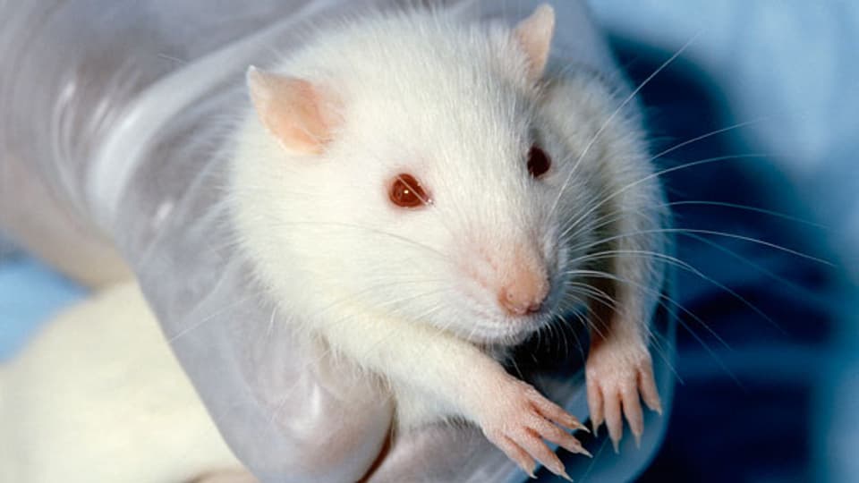 Gelähmte Ratten können wieder gehen. Gibt das Hoffnung für gelähmte Menschen?
