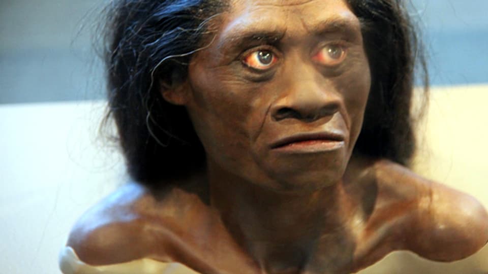 Rekonstruktion eines Homo Floresiensis.