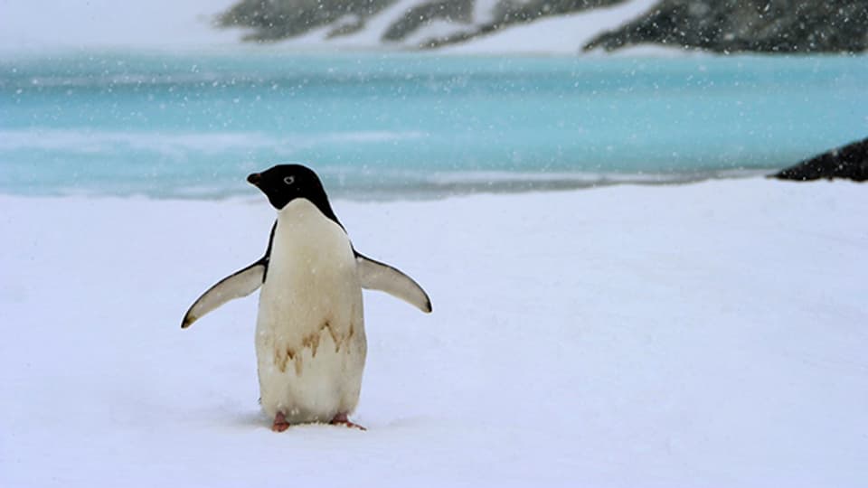 Forscher wollen sämtliche Pinguine in der Antarktis zählen.