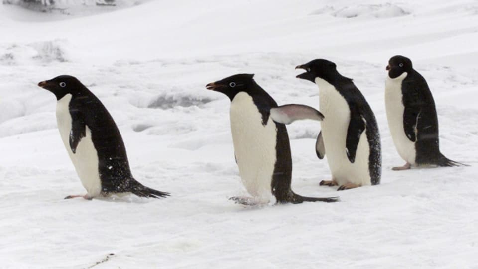 Pinguine haben einen beschränkten Geschmackssinn.