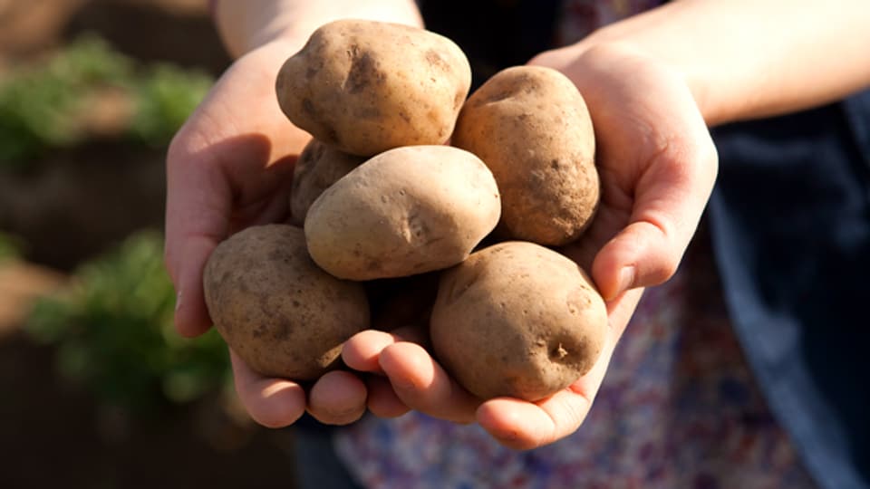Ganz ohne Gentechnik: Kartoffeln, in den Händen einer Bäuerin.