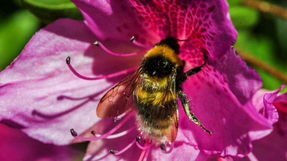 Süsses Gift: Bienen mögen Neonikotinoiden.