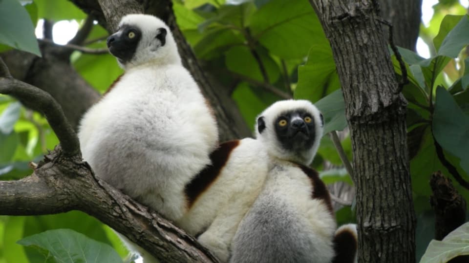 Veränderte Essgewohnheiten bedrohen auch die Lemuren.