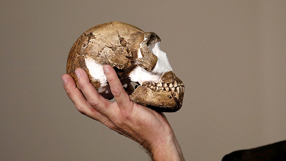Eine Rekonstruktion des Schädels des Homo naledi.