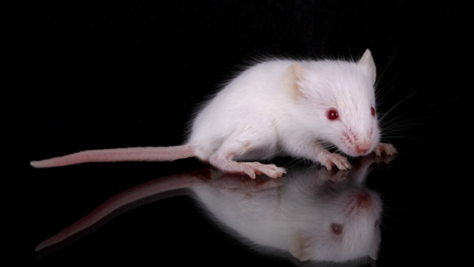 Mäuse sollen helfen, die richtige Medizin für Krebspatienten zu finden.