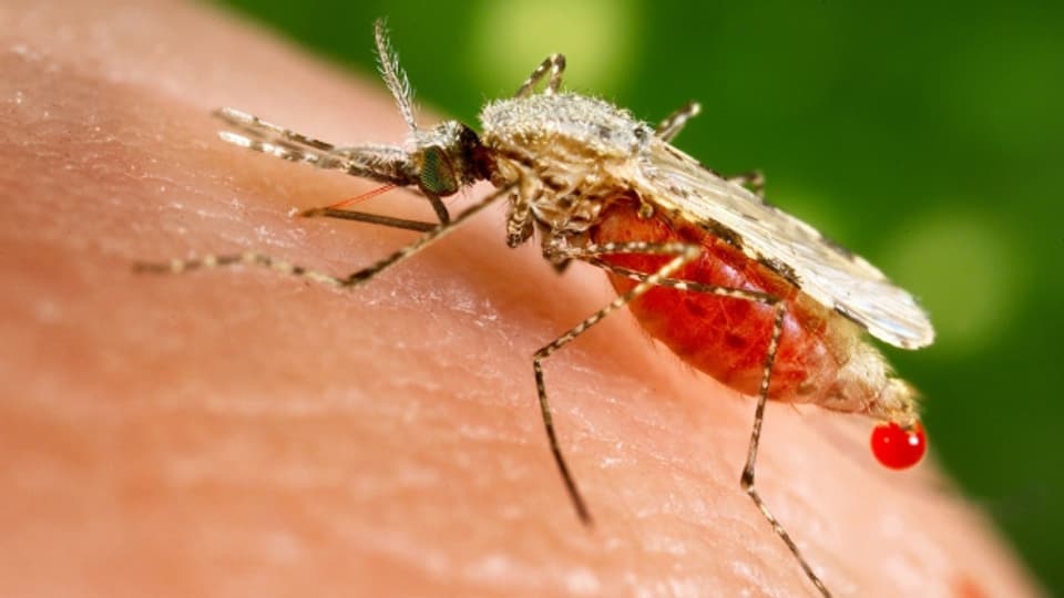 Die Malariamücke soll ein harmloser Plagegeist werden.