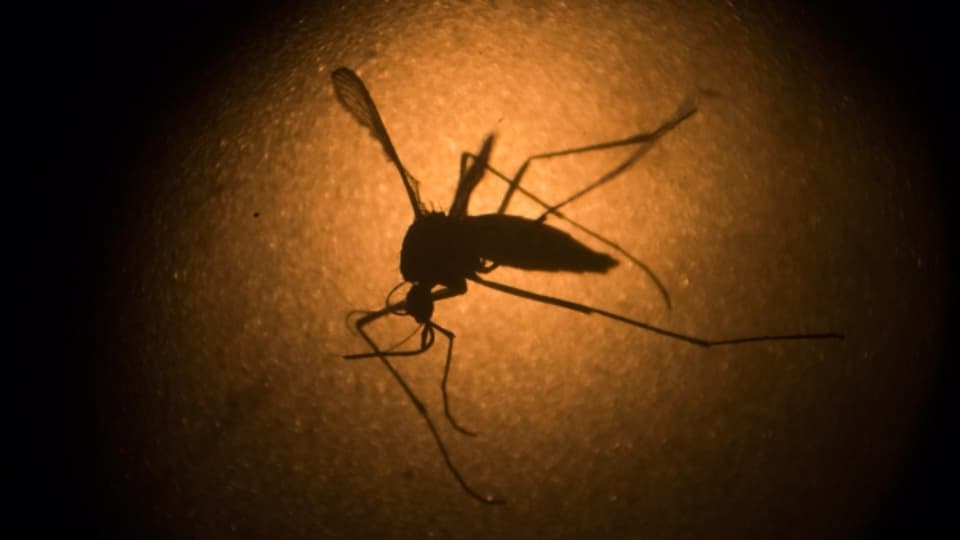 Es gibt noch viele offene Fragen rund um das Zika-Virus.