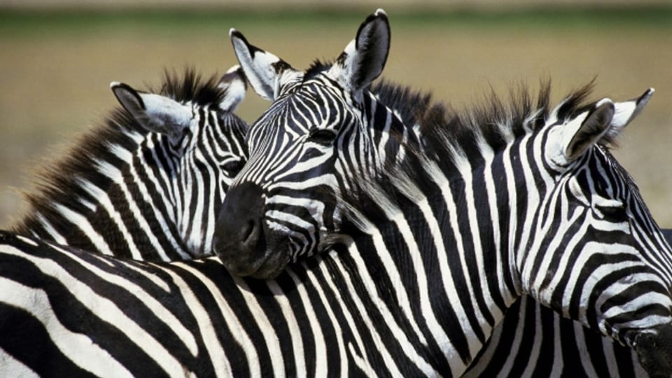 Warum haben Zebras Streifen?
