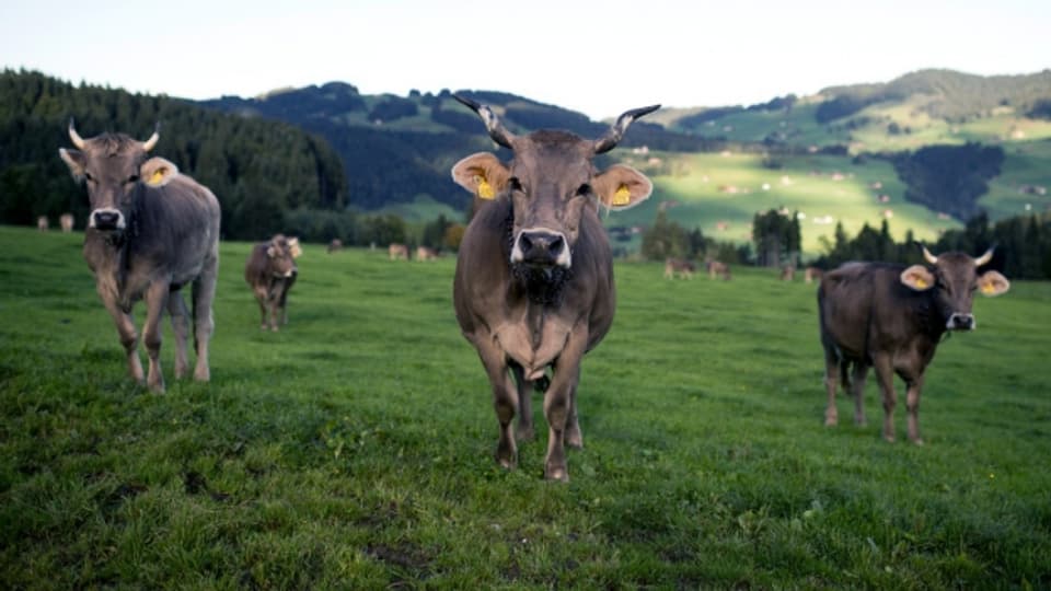 Kühe mit Hörnern werden immer mehr zur Seltenheit.