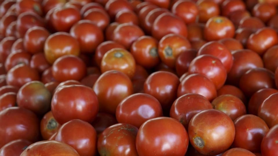 Schädlinge setzen Nutzpflanzen wie Tomaten stark zu.