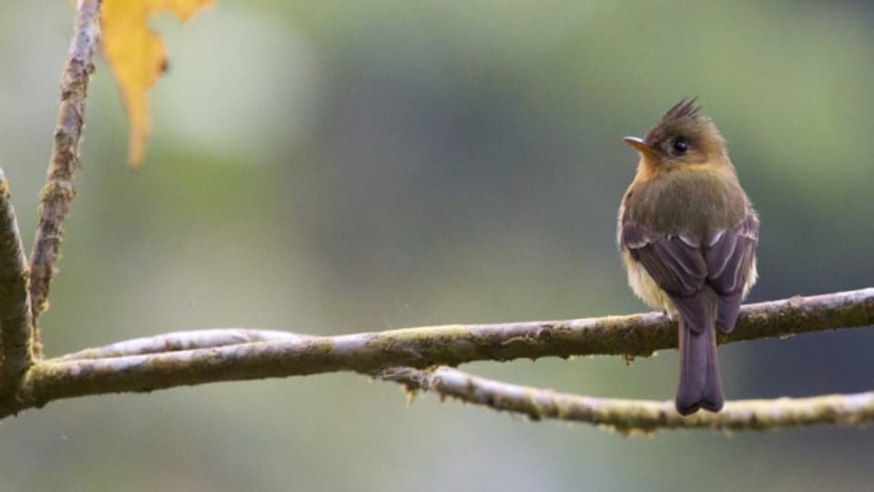 Was lebt wo? Welche Tiere sind bedroht? Biodiversitätsforschung sollte vor allem in den Tropen betrieben werden (im Bild: Fliegenschnapper in Costa Rica).