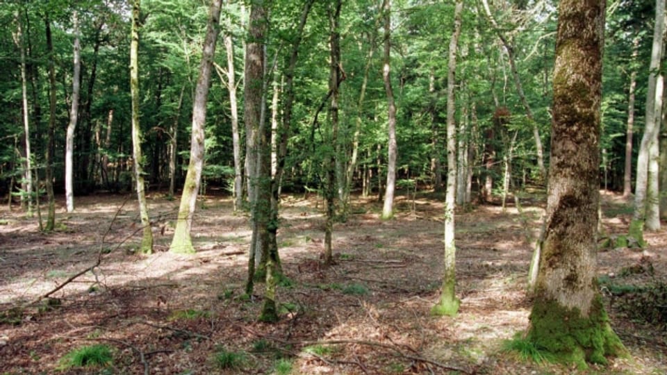 In einem Mittelwald bilden locker stehende, mächtige Bäume die Oberschicht.