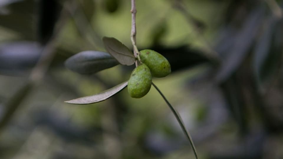 Die Pfirsich-Krankheit macht italienischen Olivenbauern den Garaus.