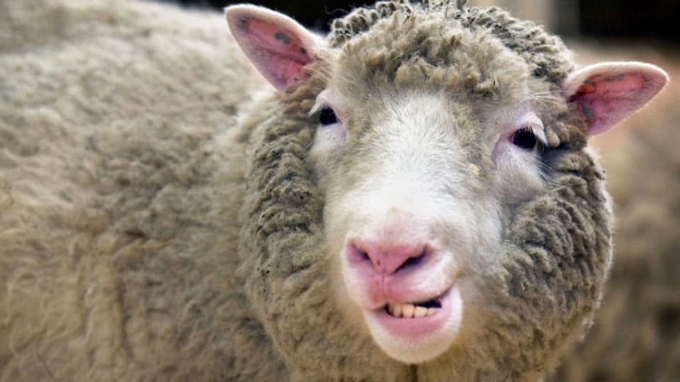 Das geklonte Schaf Dolly.