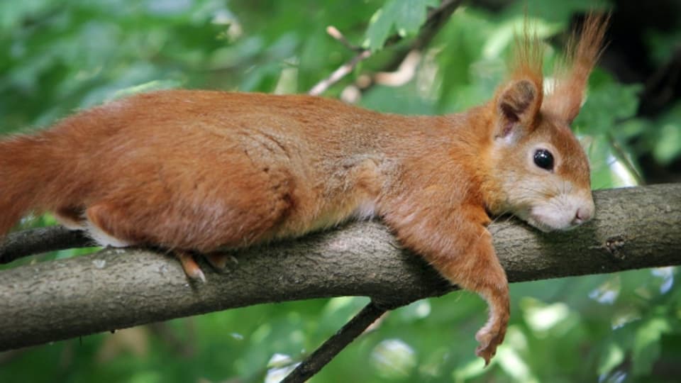 In Grossbritannien sind viele Eichhörnchen mit Lepra angesteckt.