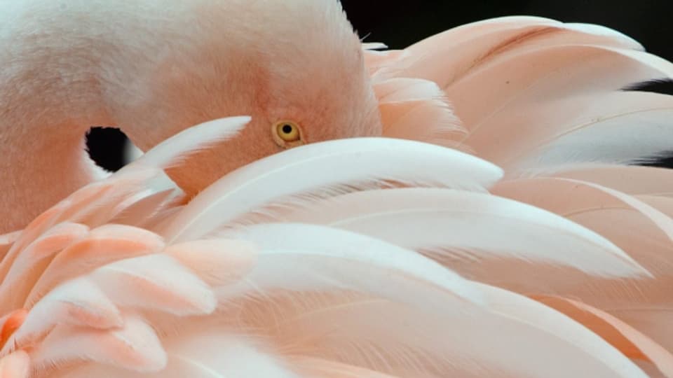 Sind auch die Federn des Flamingo ein Wunderwerk?