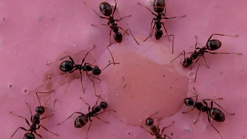 Ameisen nutzen Werkzeuge, und wenn sie mehrere zur Auswahl haben, testen sie sogar, welches sich am besten eignet.